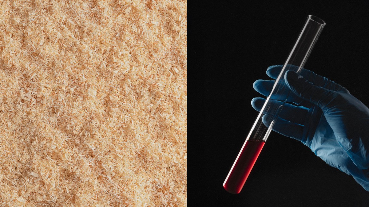 A person conducting an experiment with a test tube next to a piece of bread.