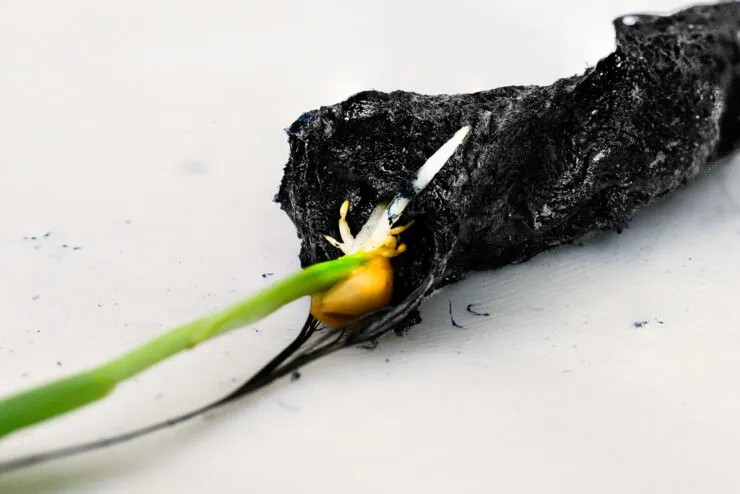 A black plant growing out of a piece of dirt.