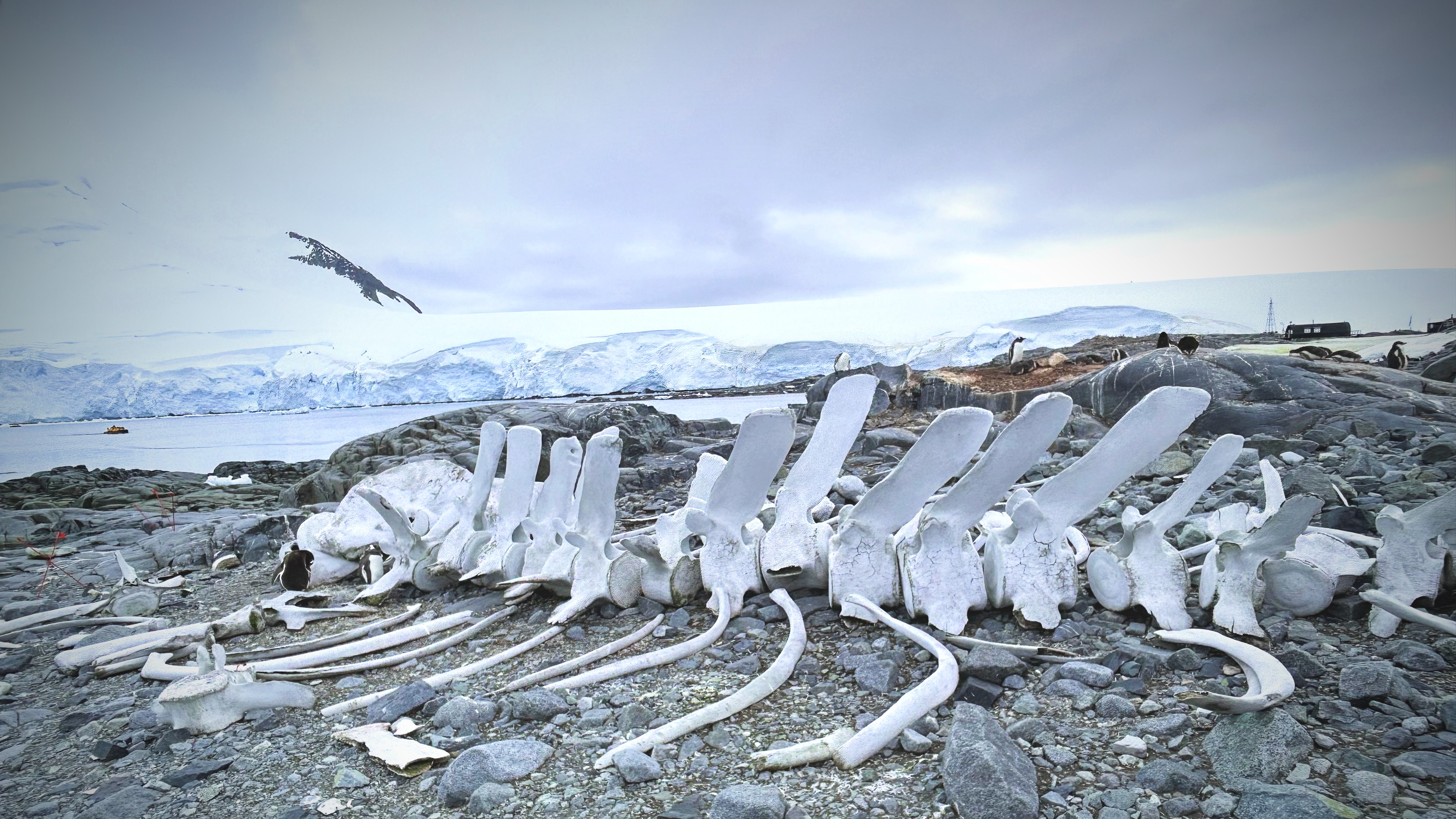 A skeleton of a whale lying on the ground.