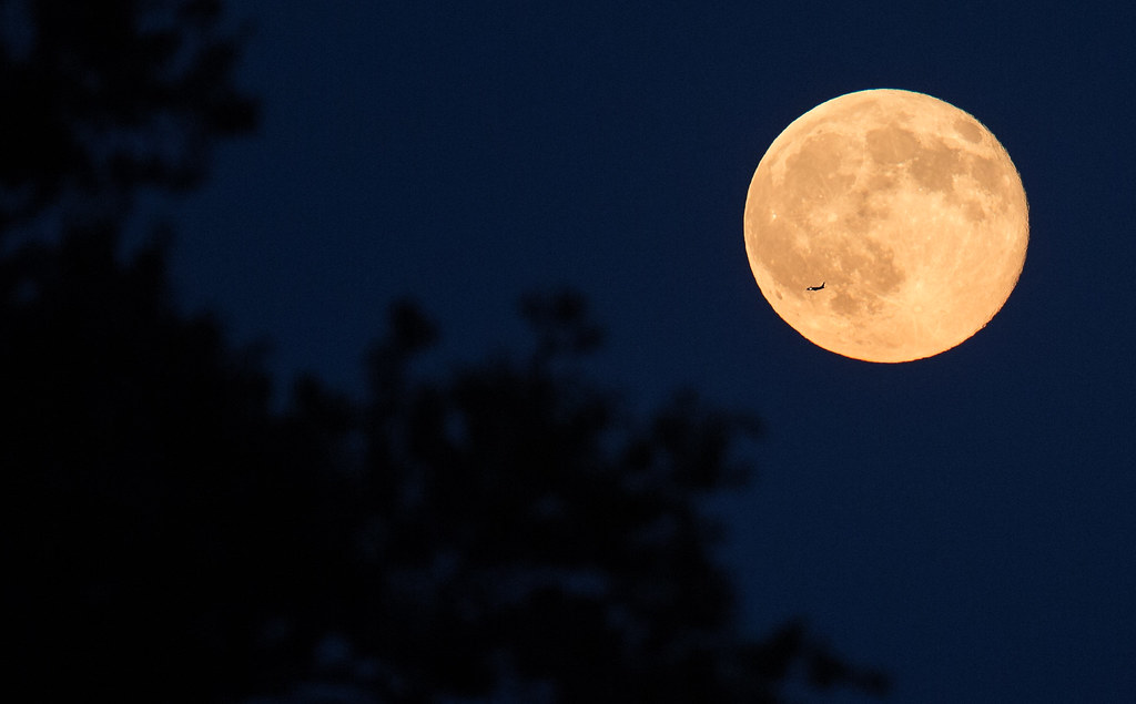 Full moon with a silhouette of an airplane passing by, framed by tree branches against a twilight sky during the April 8 solar eclipse.