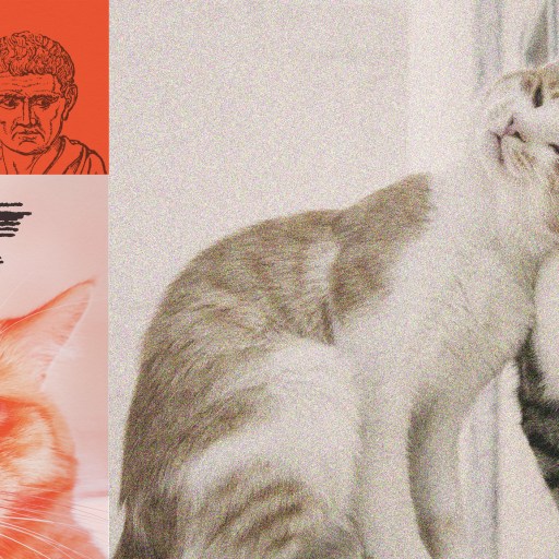 Collage featuring a thoughtful person contemplating dating philosophy, two embracing cats in monochrome, and a close-up of an orange cat's face, with graphic elements like a question mark and abstract lines.