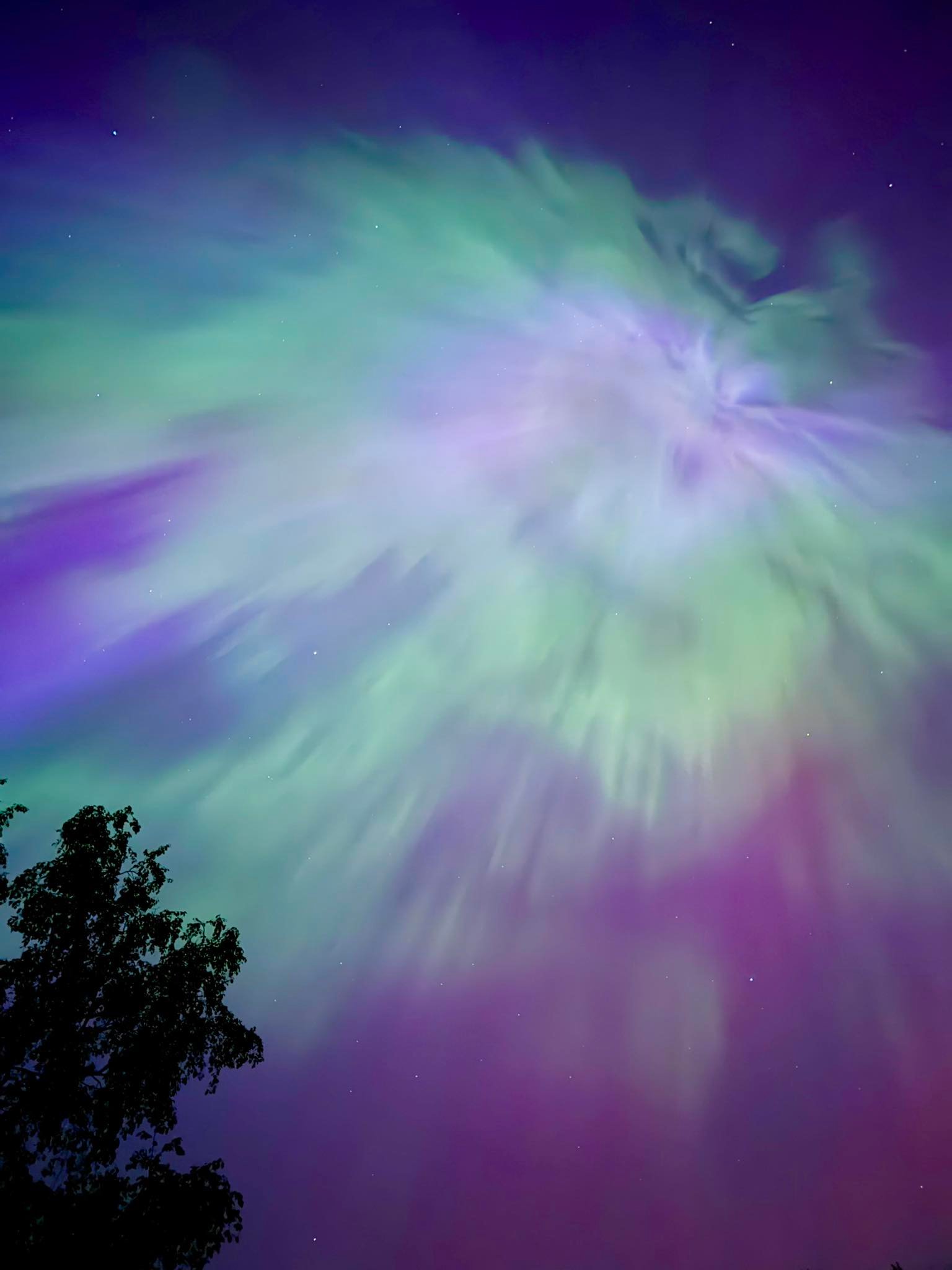 A vibrant aurora borealis with green and purple hues in a starry sky, viewed over the silhouette of a tree, reminiscent of the "aurora hubble" phenomenon.