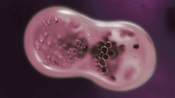 Microscopic close-up of a cell undergoing division, showing two forming daughter cells with visible internal structures against a purple background.