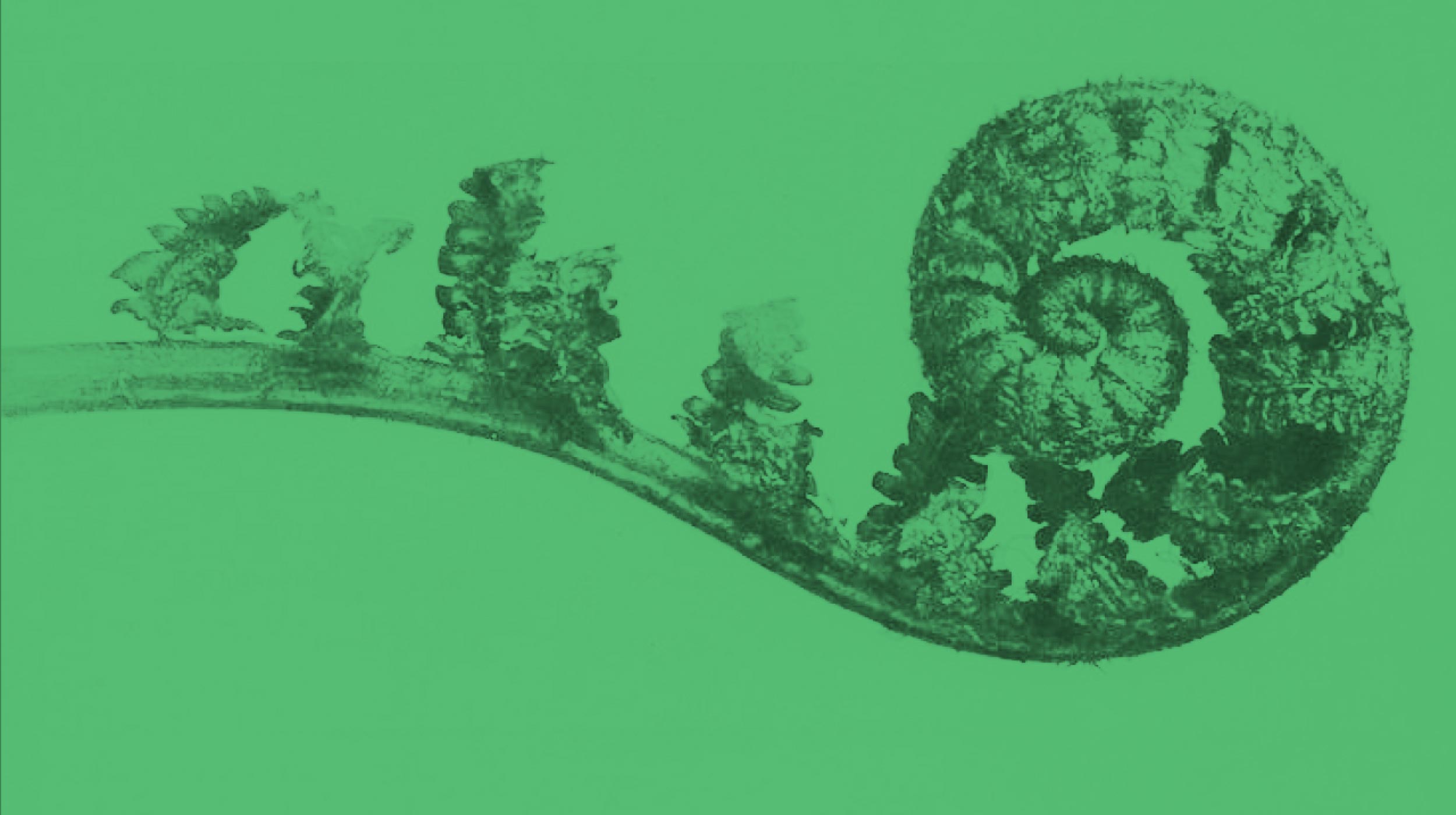 A fern frond unfurling in a spiral shape against a plain green background.