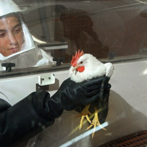 A person in protective gear cautiously holds a white chicken inside a controlled environment chamber, underscoring precautions against bird flu.