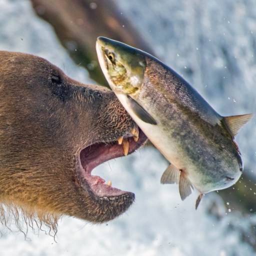 A bear attempting to catch a jumping fish near a waterfall.