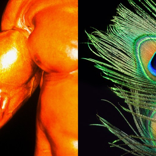 A close-up of an oiled muscular arm flexing on the left and a vibrant peacock feather with blue and green hues, symbolizing sexual selection, on the right, both set against a stark black background.