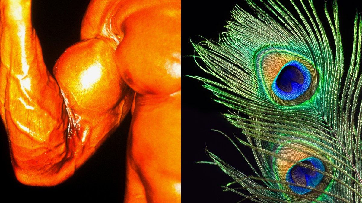 A close-up of an oiled muscular arm flexing on the left and a vibrant peacock feather with blue and green hues, symbolizing sexual selection, on the right, both set against a stark black background.