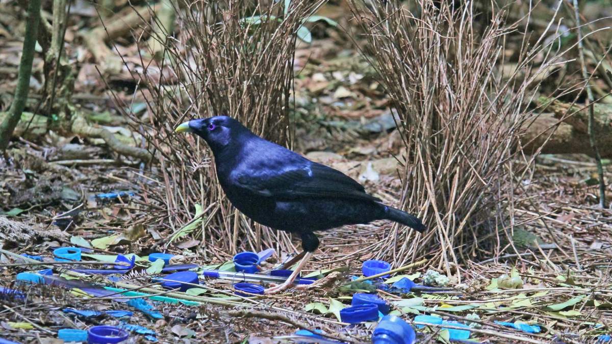 A satin bowerbird stands on the ground, artfully surrounded by blue objects like an artist's palette, with dried twigs in the background, a testament to nature's evolution.