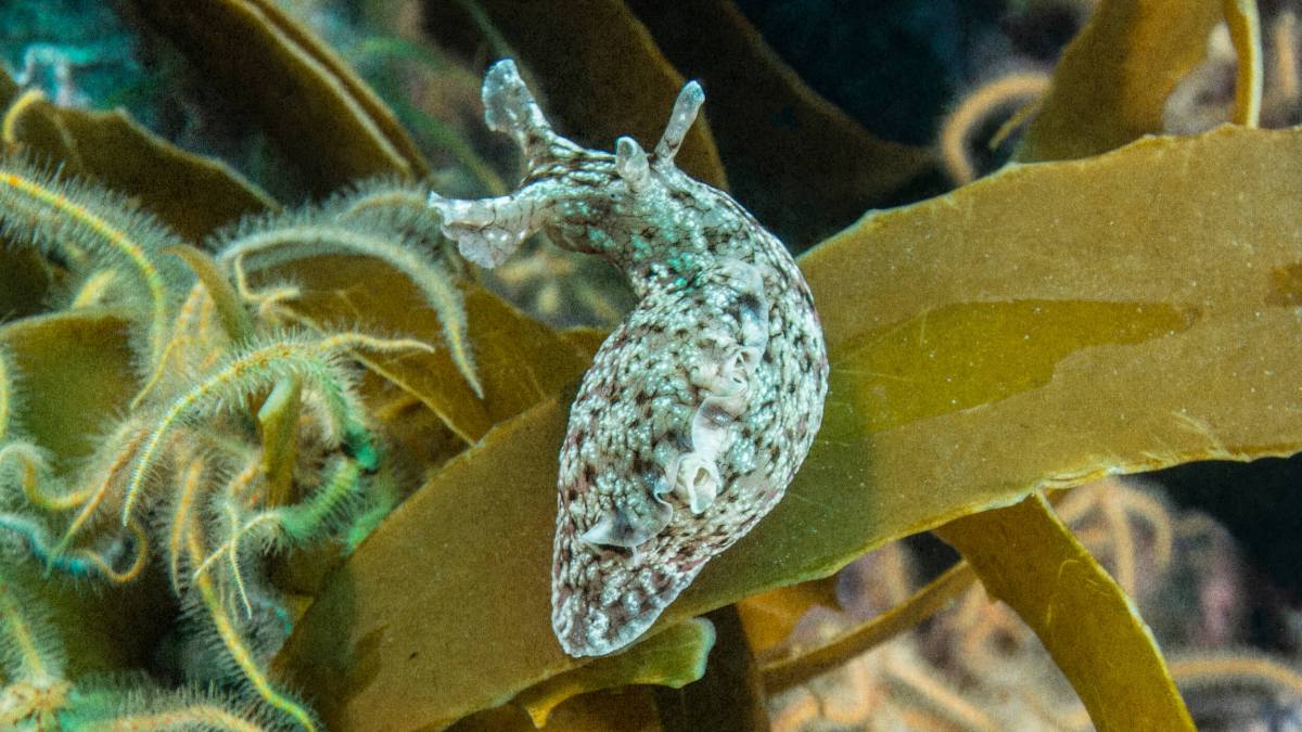 A sea slug with a mottled appearance glides gracefully across the brown seaweed, its vibrant colors etching an unforgettable memory in the underwater landscape.