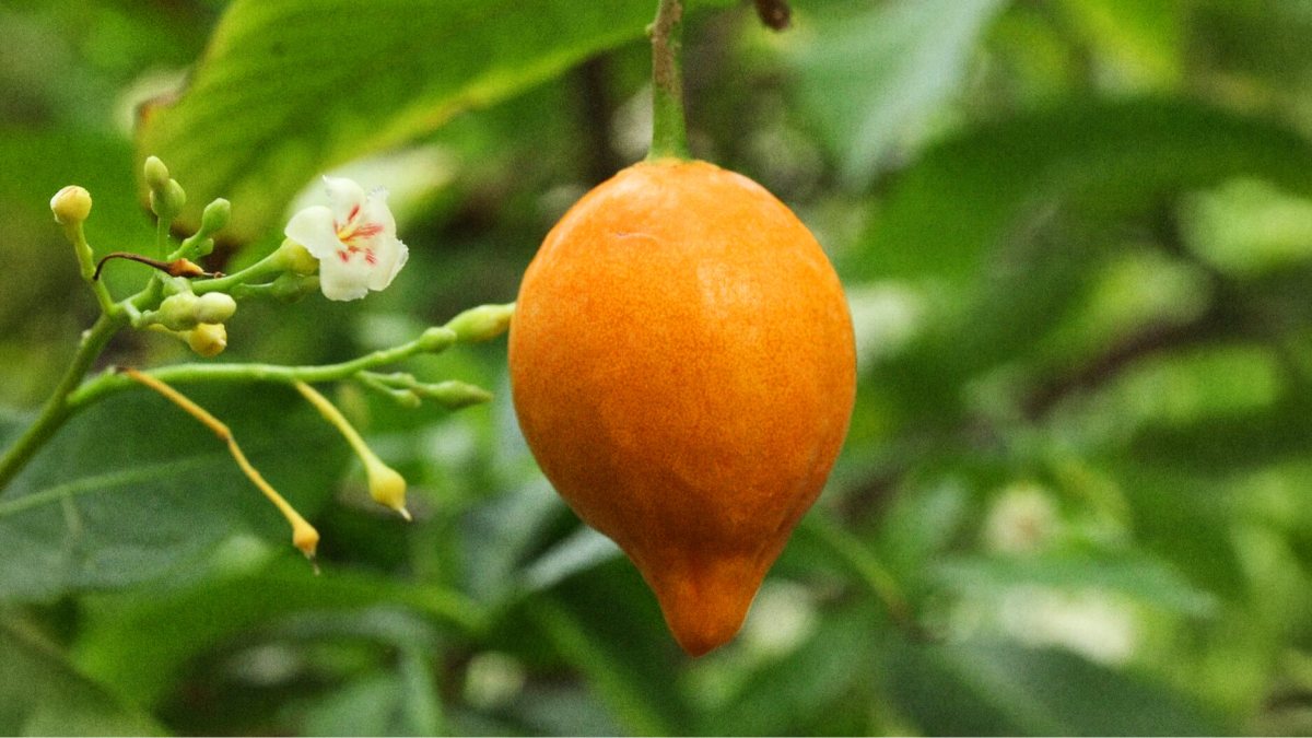 An orange fruit hangs from a branch, accompanied by a small white flower with pink details, set against a background of green leaves.