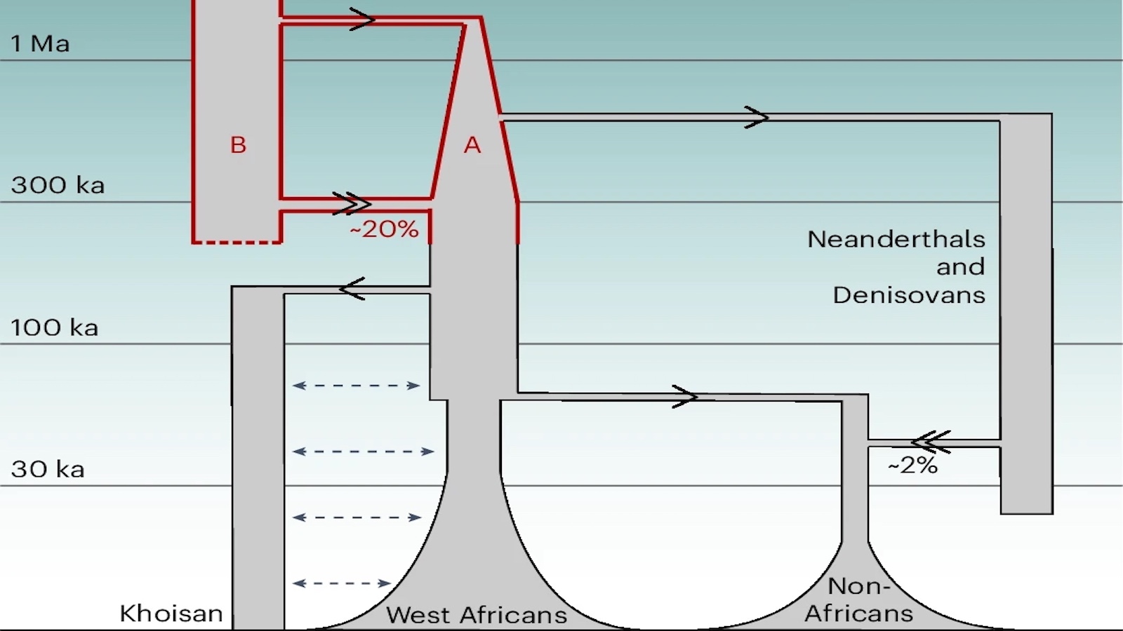 Diagram showing human evolutionary relationships and gene flow among Khoisan, West Africans, Non-Africans, Neanderthals, and Denisovans over time, with percentages of genetic admixture indicated.