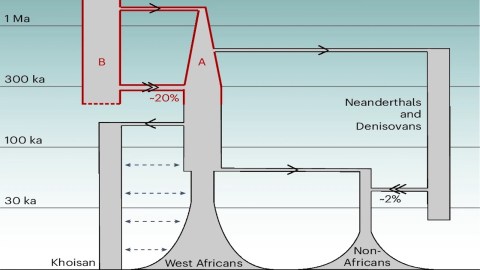 Diagram showing human evolutionary relationships and gene flow among Khoisan, West Africans, Non-Africans, Neanderthals, and Denisovans over time, with percentages of genetic admixture indicated.