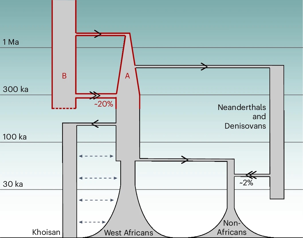 Diagram illustrating genetic contributions between archaic humans and modern populations, showing gene flow events, time scales, and approximate percentages for West Africans and Non-Africans.
