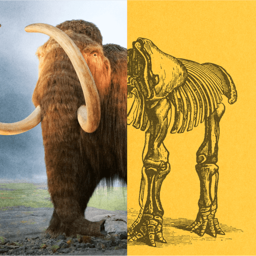 Image split in half: left side shows a woolly mammoth in a natural landscape; right side shows an illustrated mammoth skeleton on a yellow background.