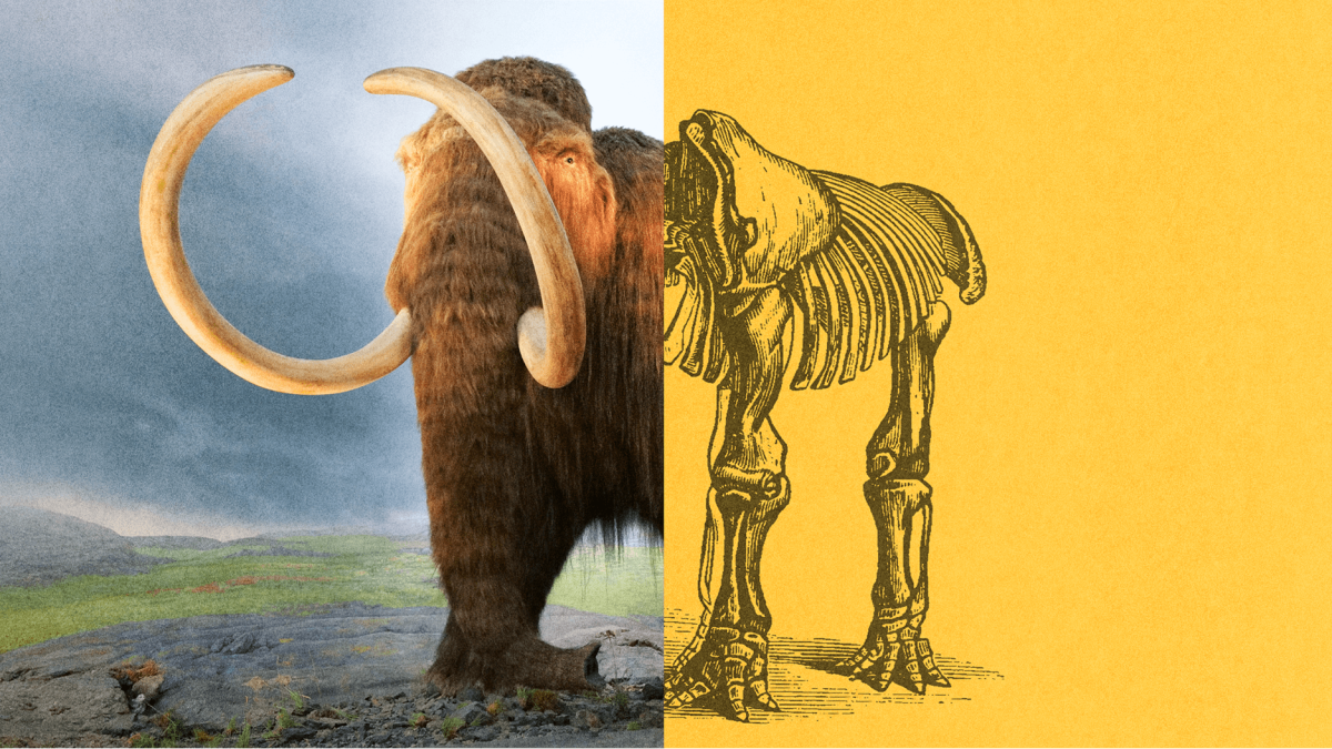Image split in half: left side shows a woolly mammoth in a natural landscape; right side shows an illustrated mammoth skeleton on a yellow background.