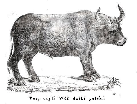 Black-and-white illustration of an aurochs, an extinct wild ox, standing on grass with Polish text underneath.