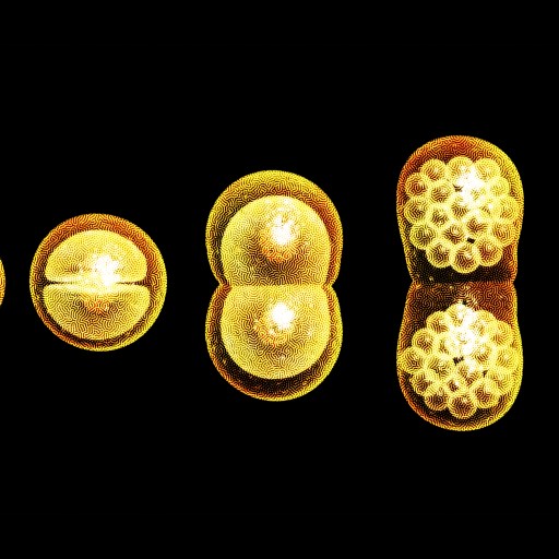 A sequence of six yellow-gold spheres illustrates stages of cell division against a black background.