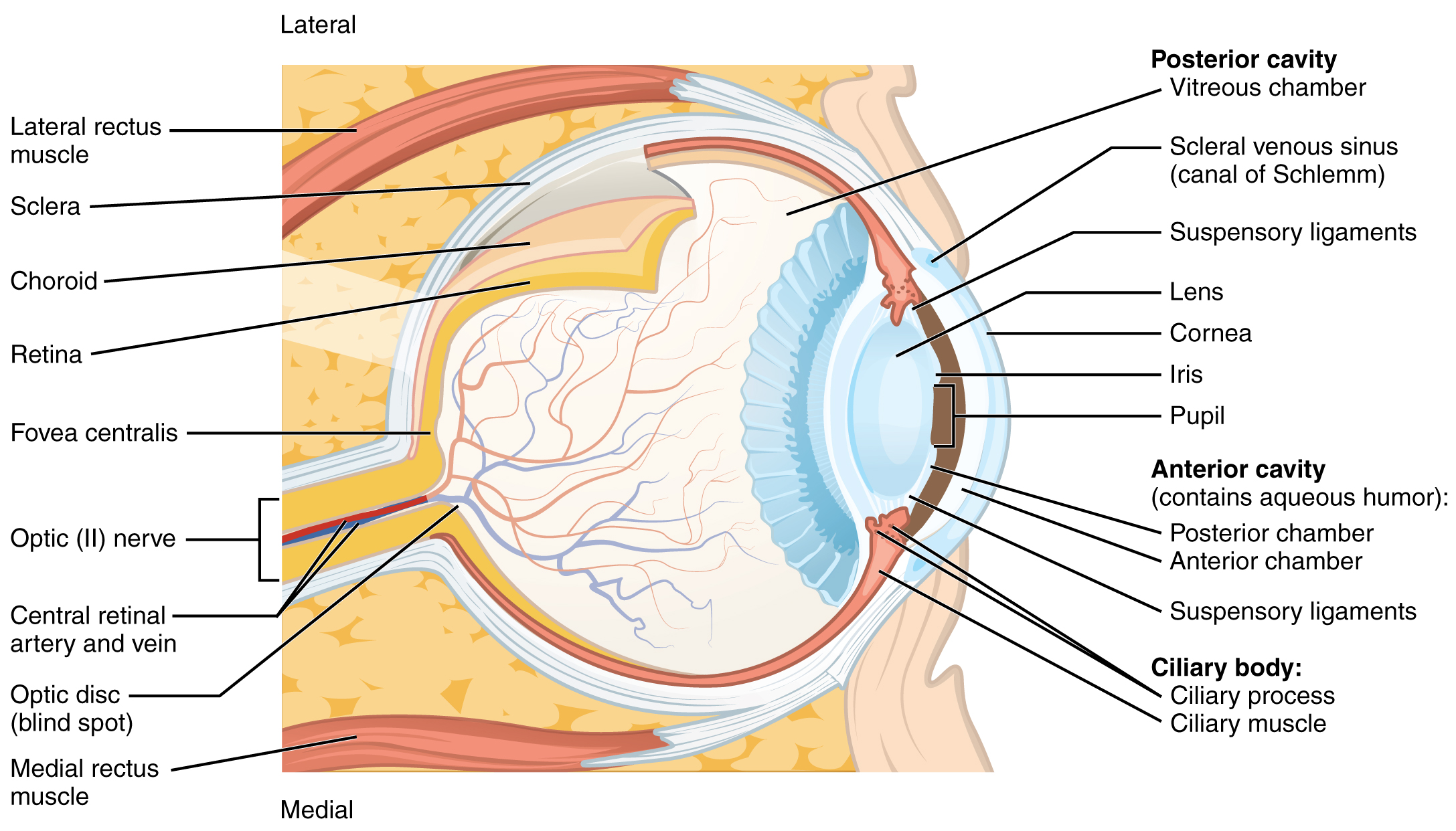 Cross-sectional diagram of the human eye labeled with anatomical structures, highlighting the retina, lens, cornea, optic nerve, and chambers—key elements in understanding the science of LASIK and vision correction.