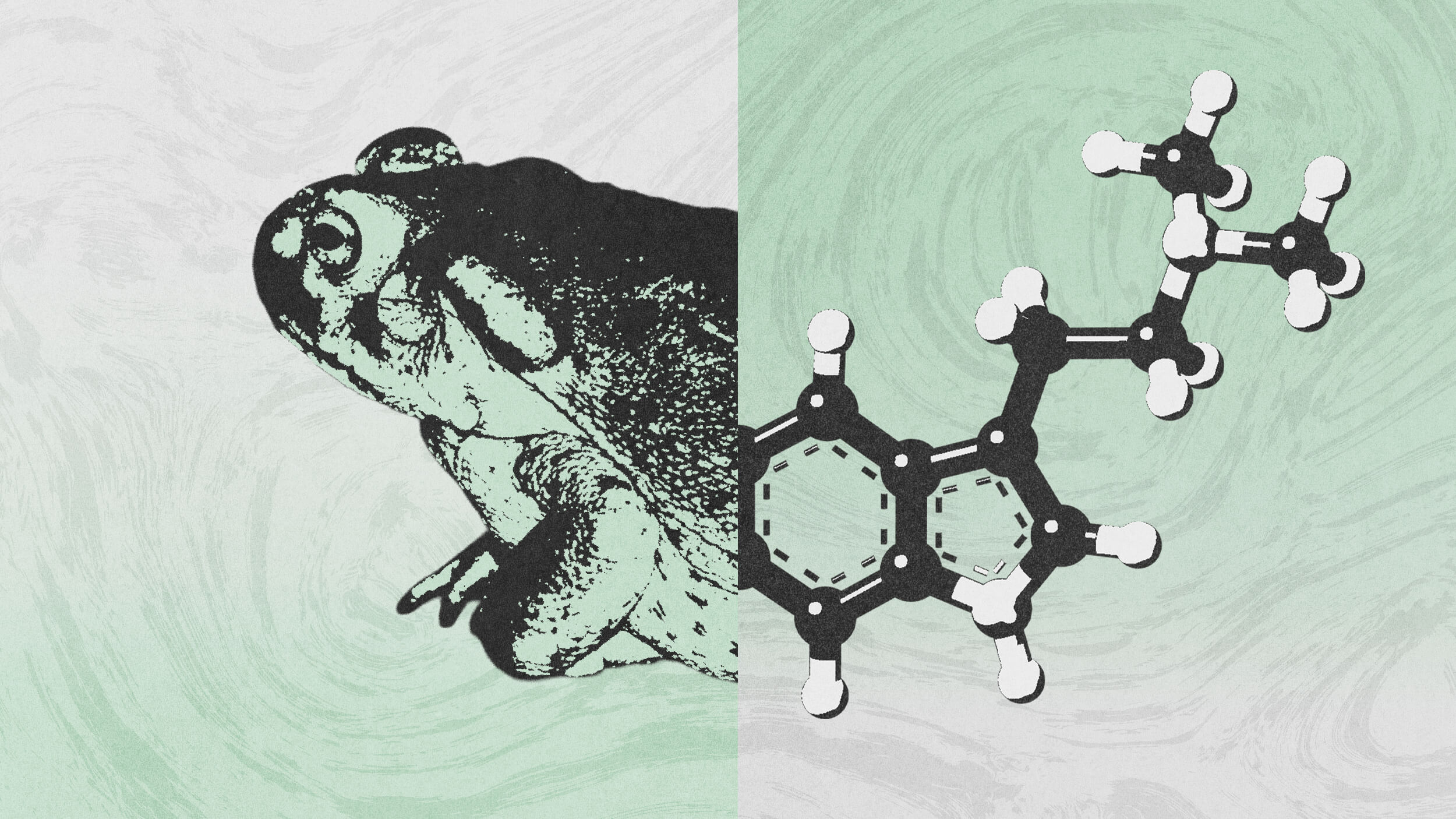 A split image showing the left half of a frog and the right half of a chemical structure on a green and white textured background.