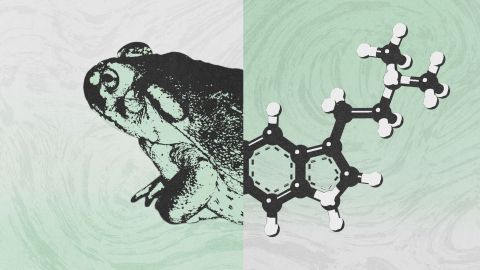 A split image showing the left half of a frog and the right half of a chemical structure on a green and white textured background.