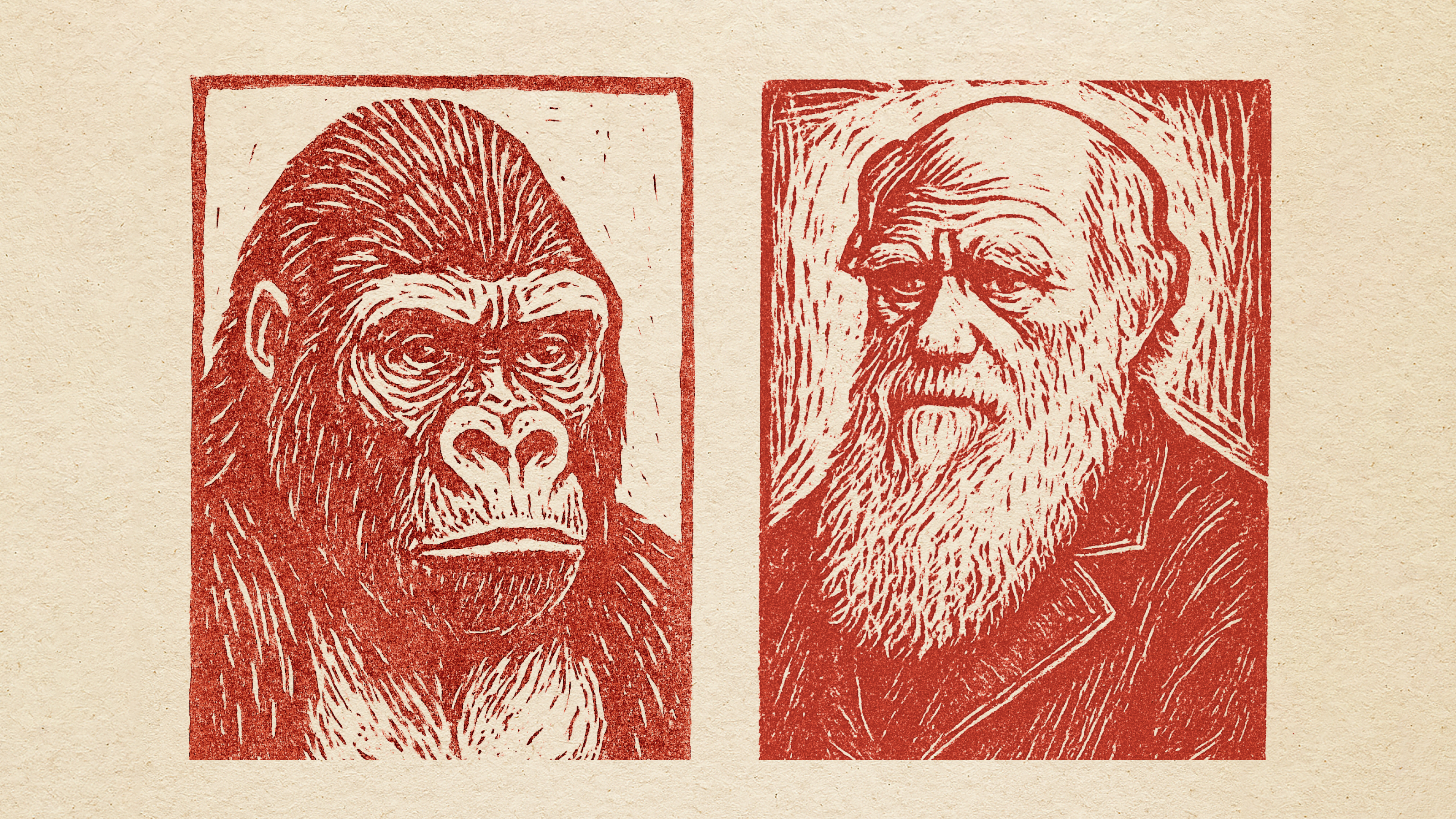 Two red-toned, woodcut-style portraits side by side: one of a gorilla and one of an older man with a beard, on a beige background.