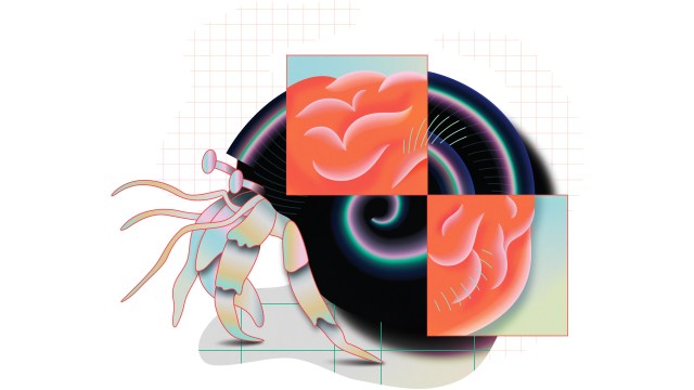 A digital illustration of a hermit crab with a shell resembling a human brain, shown in two square sections over the shell.