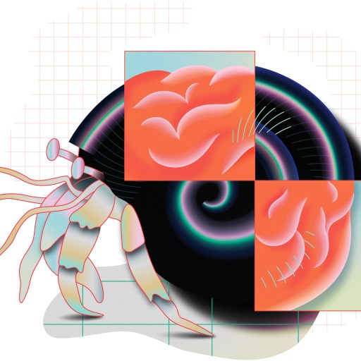 A digital illustration of a hermit crab with a shell resembling a human brain, shown in two square sections over the shell.
