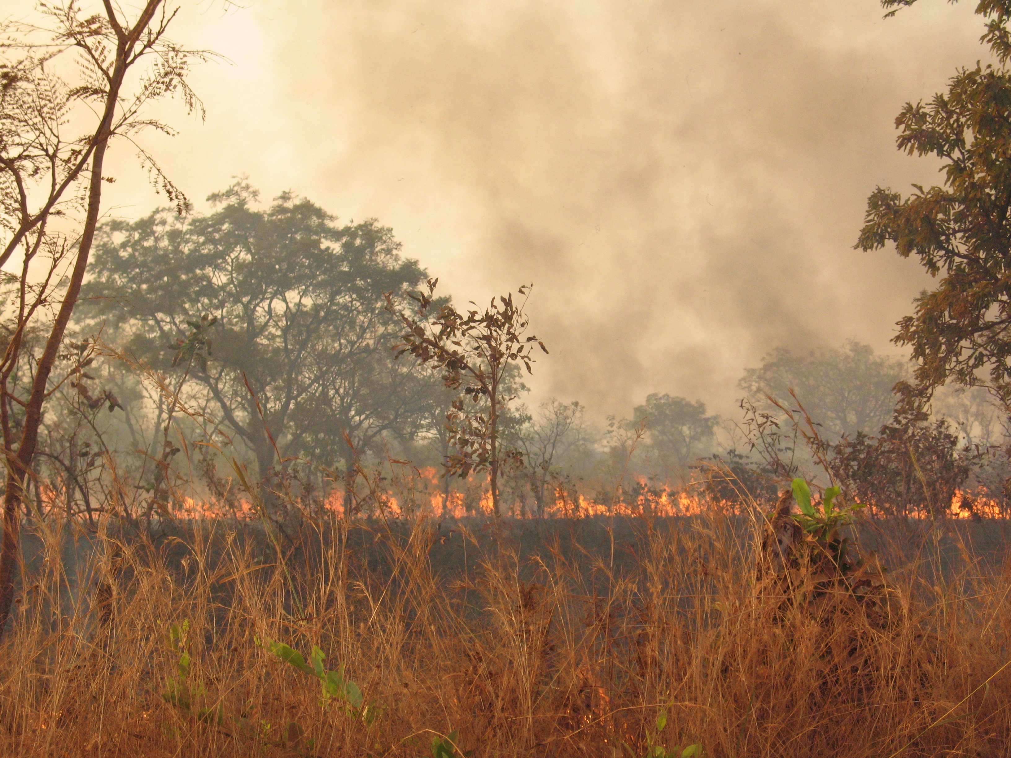 A line of fire burns through dry grass and trees, with thick smoke rising into the sky.