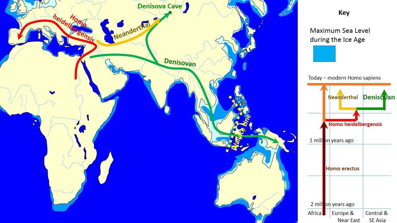 World map showing migration routes of Homo heidelbergensis, Neanderthal, Denisovan, and modern humans, with a timeline chart of human evolution and Ice Age sea levels.