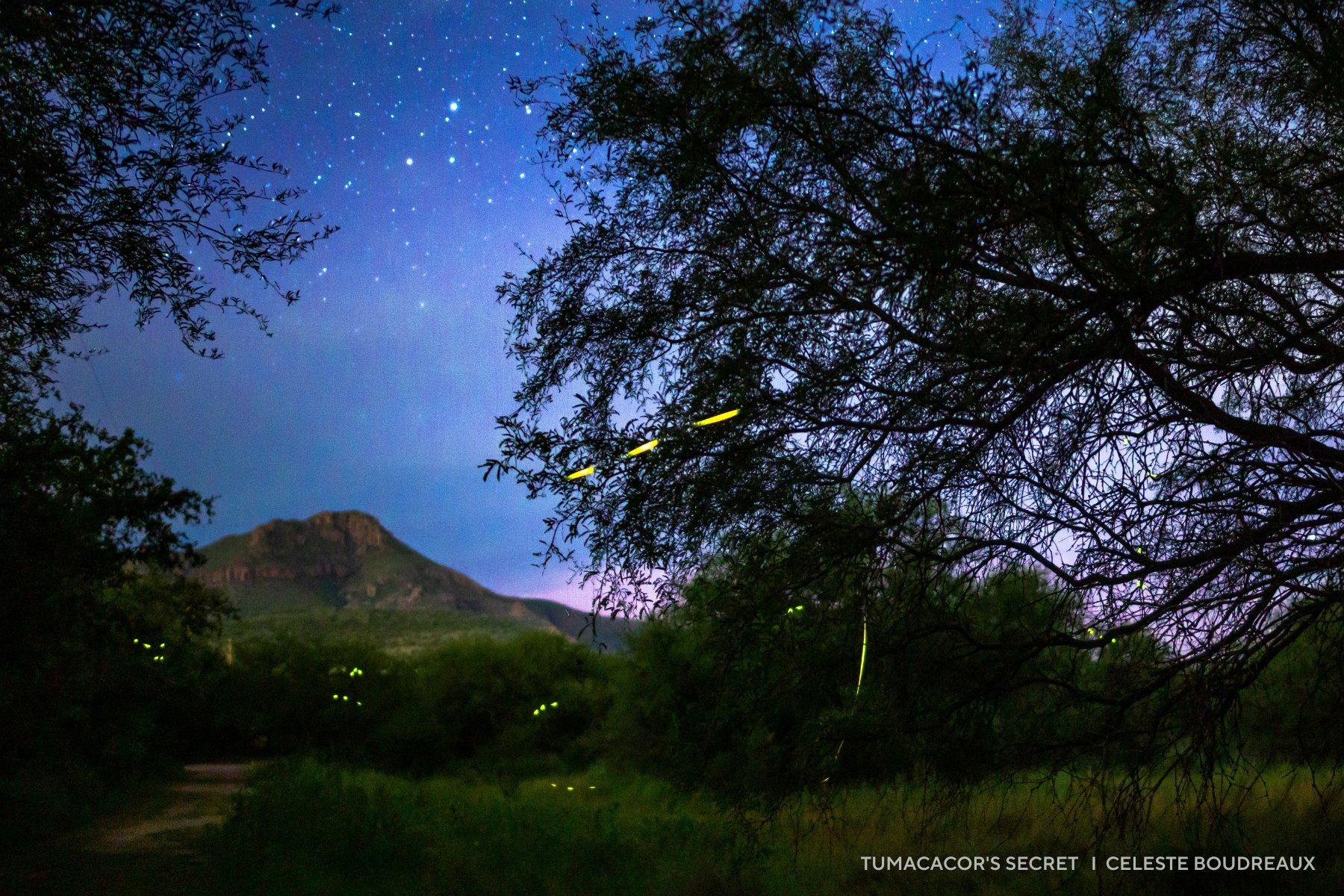 A mountain rises beneath a starry sky in this serene 2025 night sky image, with glowing fireflies flickering among the trees and bushes in the tranquil foreground.