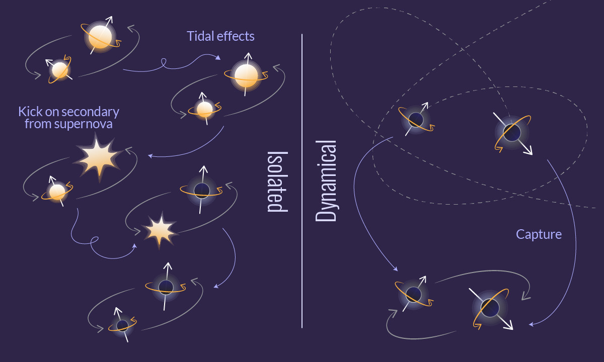 Diagram illustrating isolated and dynamical formation pathways of binary black holes—highlighting supernova kicks, tidal effects, and captures—with labeled arrows. This relates to LIGO triples black hole haul discoveries.