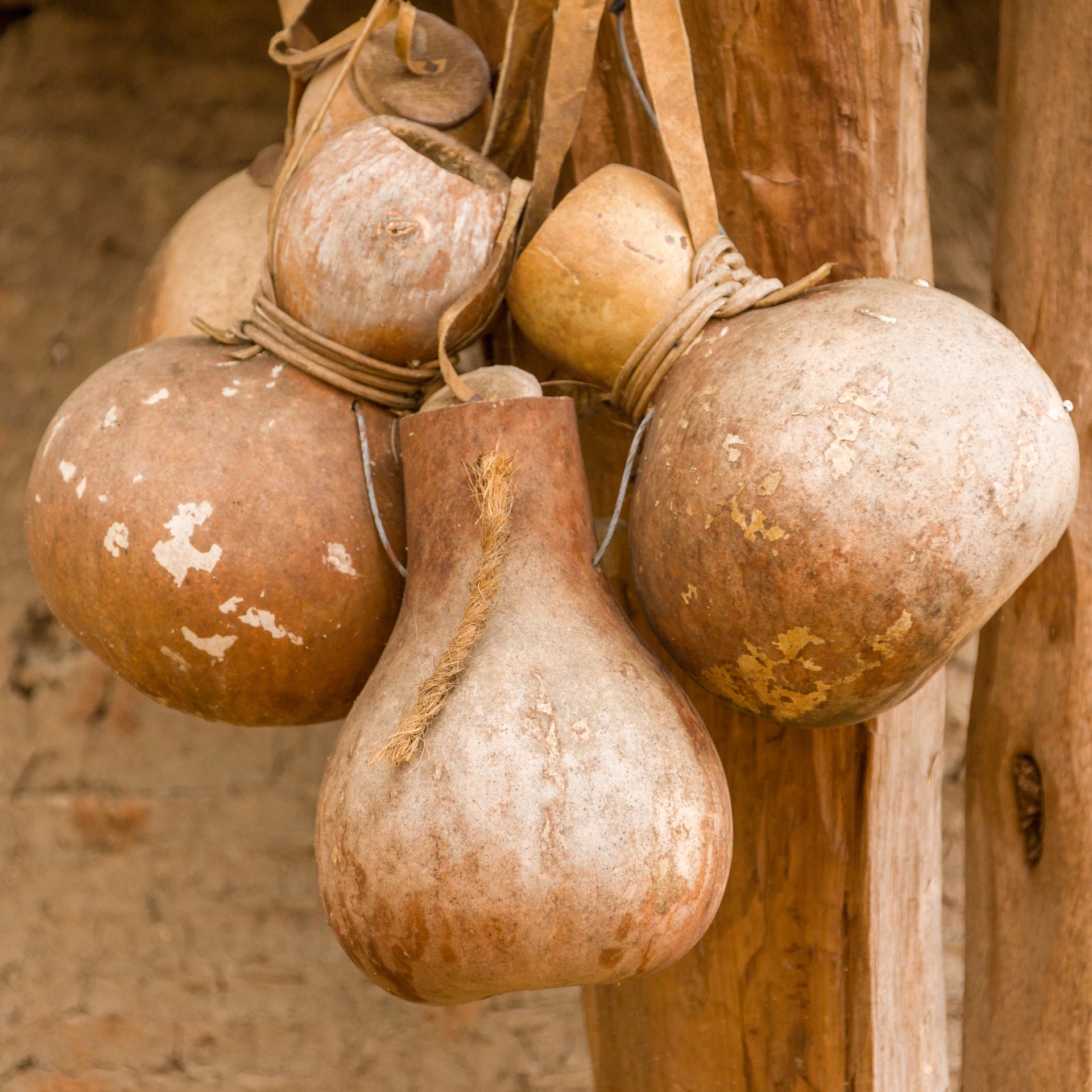 Several dried calabash gourds with mottled surfaces are hanging by ropes from a wooden post, inviting scientists to ponder the possibility of nature’s artistry—some even see a touch of God in their unique shapes.