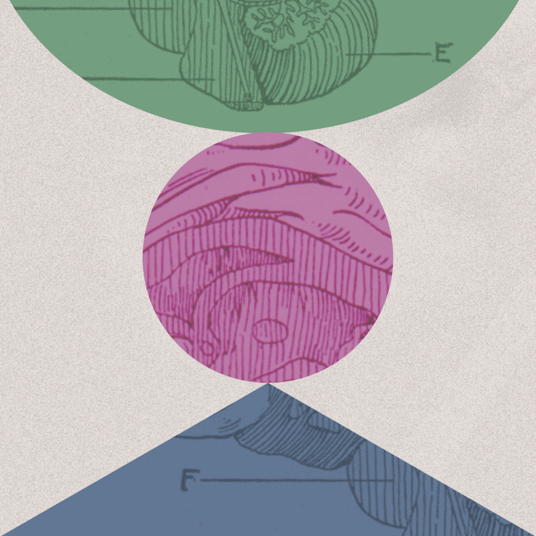 A geometric composition with green, pink, and blue overlapping shapes, each containing intricate, vintage anatomical line drawings on a textured background.