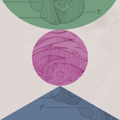 A geometric composition with green, pink, and blue overlapping shapes, each containing intricate, vintage anatomical line drawings on a textured background.