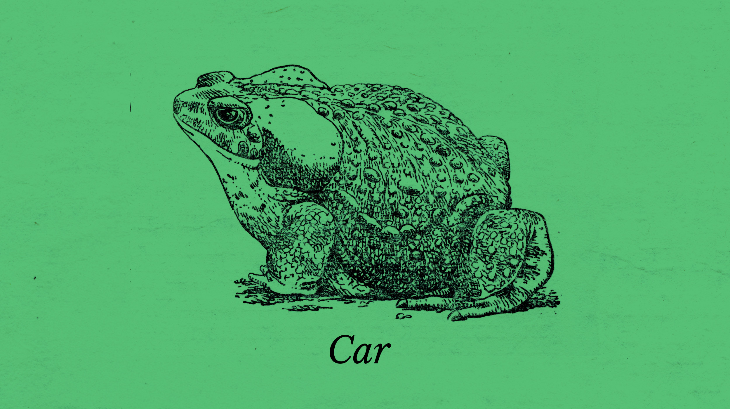 A detailed black and white illustration of a toad on a green background, with the word "Car" written below it.