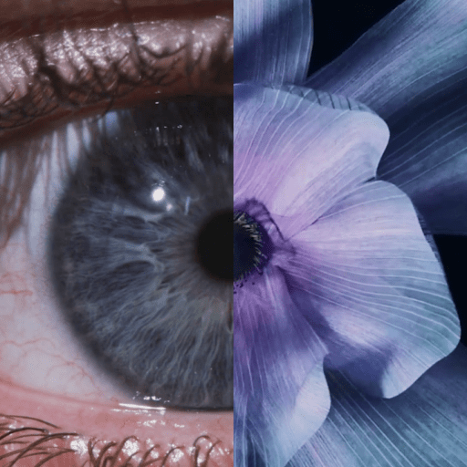 Close-up split image showing the left half of a human eye and the right half of a purple flower, highlighting the detail and texture of both subjects.