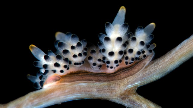 A close-up of a spotted nudibranch with translucent, pointed cerata on a brown underwater branch against a black background, inviting reflection on the intricate nature of consciousness in marine life.