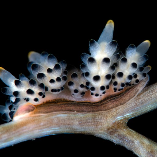 A close-up of a spotted nudibranch with translucent, pointed cerata on a brown underwater branch against a black background, inviting reflection on the intricate nature of consciousness in marine life.
