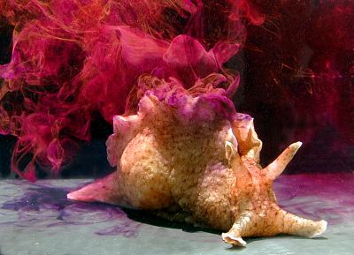 A sea hare releases a cloud of purple ink into the water as a defense mechanism.